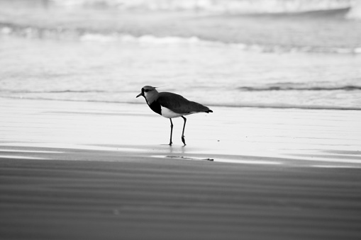 black and white photograph of a lapwing by the sea