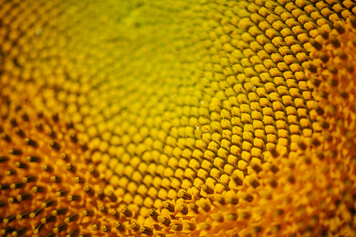 Macro shot of a monster sunflower