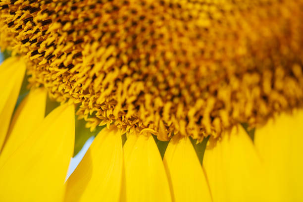 showing fresh beauty in nature