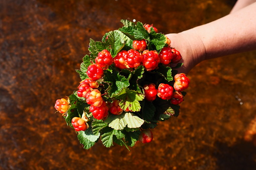 Rubus chamaemorus is a species of flowering plant rose family Rosaceae, native to cool temperate regions. Cloudberry, nordic berry, bakeapple, knotberry, aqpik or low-bush salmonberry averin or evron