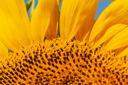 Macro shot of a monster sunflower