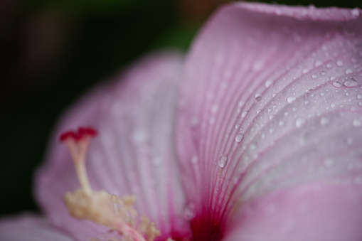 Rain drops on a pink hibiscus