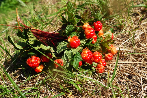 Rubus chamaemorus is a species of flowering plant rose family Rosaceae, native to cool temperate regions. Cloudberry, nordic berry, bakeapple, knotberry, aqpik or low-bush salmonberry averin or evron