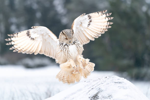 istock Siberian Eagle Owl landing down to rock with forest in the background. Landing touch down with widely spread wings in the cold winter. Bubo bubo sibircus 1621537727