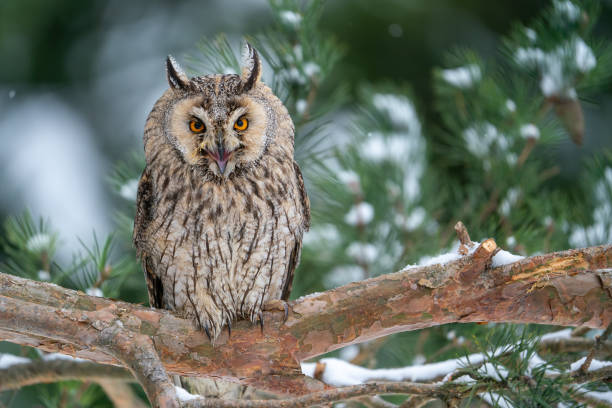 Shouting long-eared owl sitting on a tree branch. Winter forest with coniferous trees and noctural bird. Asio Otus.