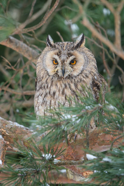 istock Curious long-eared owl hidden between coniferous tree branches. Highly focus raptor in wild nature forest. 1621539782