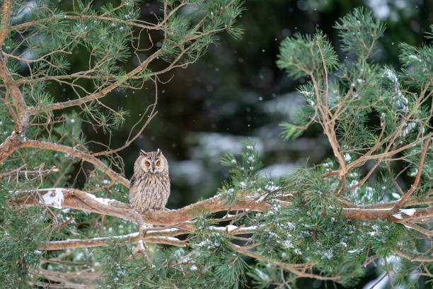 istock Long-eared owl - Asio Otus. Wise owl sitting on on a coniferous tree in winter with snow. Wildlife nature in Europe. 1621539929