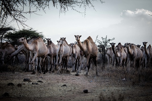 Dromedary camel caravan. Group of animals running towards the camera in Kenya, Africa.