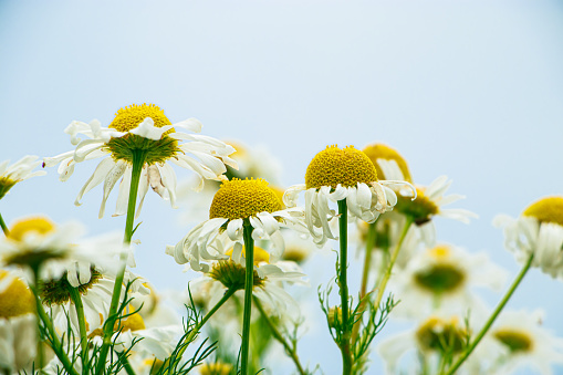White daisy flowers against the blue sky