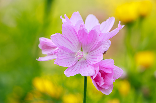 Beautiful pink common mallow flower. Growing ornamental plants in home garden. Summer natural background.