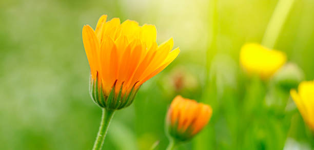istock Medicinal yellow calendula flowers. 1621548885