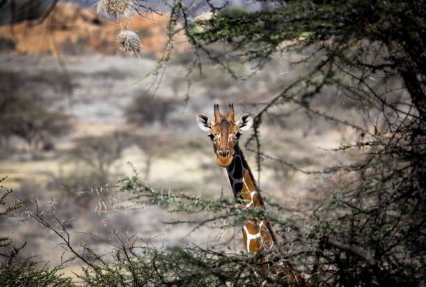 Giraffe peeking through the trees in Kenya, Africa.