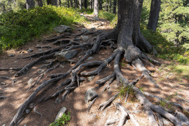 large dominant lateral roots very long, with numerous branches