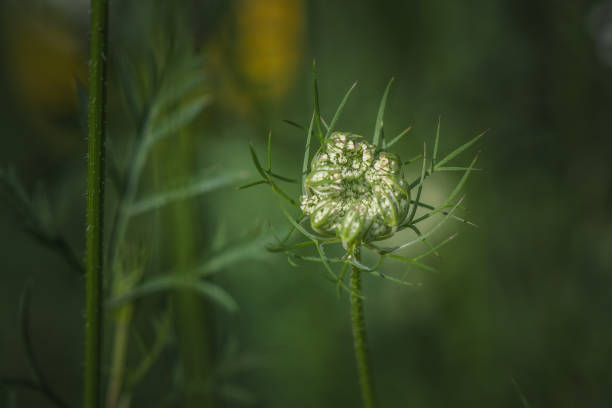 Queen anne's lace or wild carrot flower before opening.