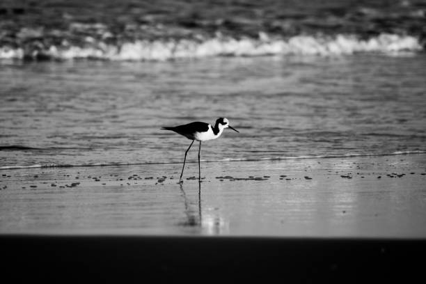 Black and white photograph of a white-backed stilt