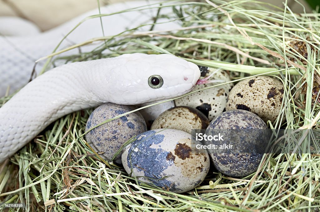 Blanco serpiente rata tejana en un nido de ave - Foto de stock de Serpiente libre de derechos