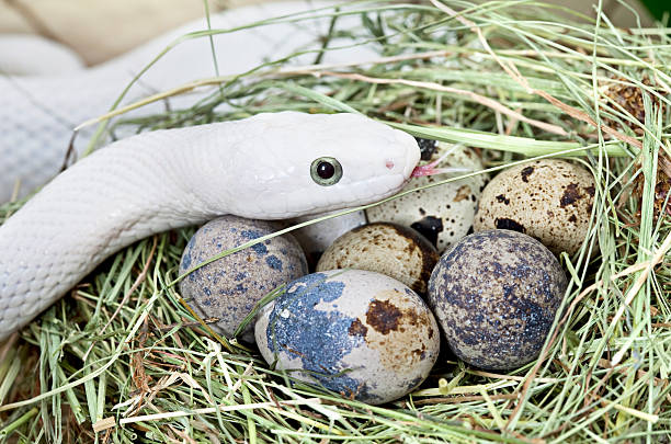 White Texas rat snake in a bird's nest.