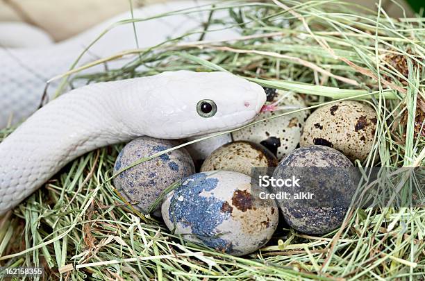 Biały Texas Rat Snake W Birds Nest - zdjęcia stockowe i więcej obrazów Wąż - Wąż, Jajo, Wylęgiwać