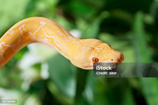 Lavanda Tigre Albino Python - Fotografias de stock e mais imagens de Albino - Albino, Amarelo, Animais caçando