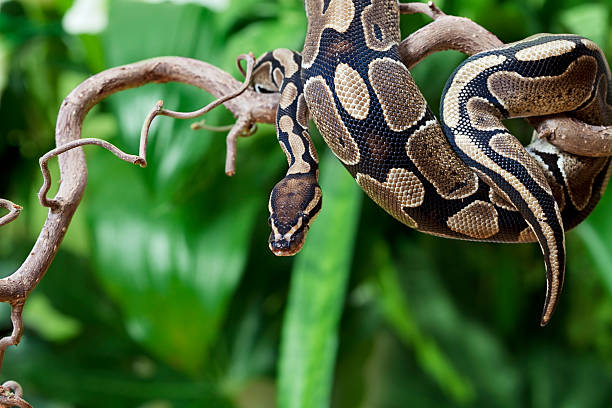 Royal Python snake on a wooden branch stock photo