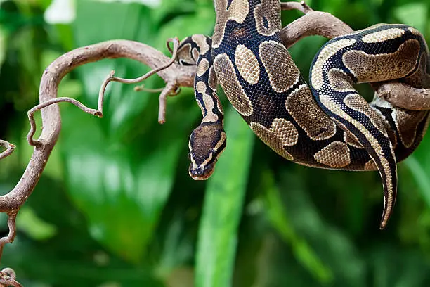 Royal Python snake creeping on a wooden branch.