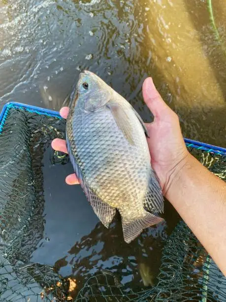 Tilapia fish cultivated and marketed in Indonesia
