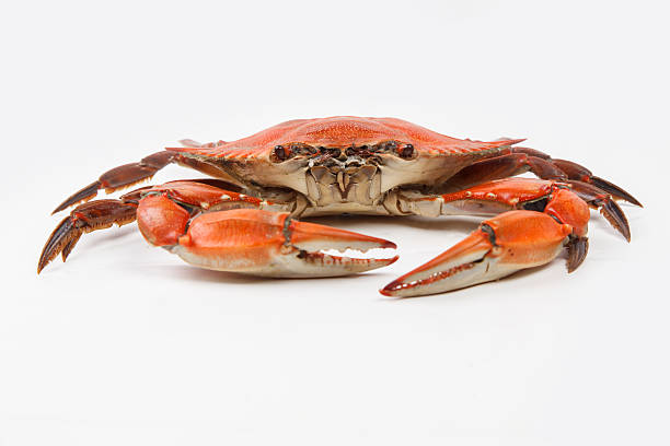 stemaed navalheira azul sobre fundo branco - maryland blue crab imagens e fotografias de stock