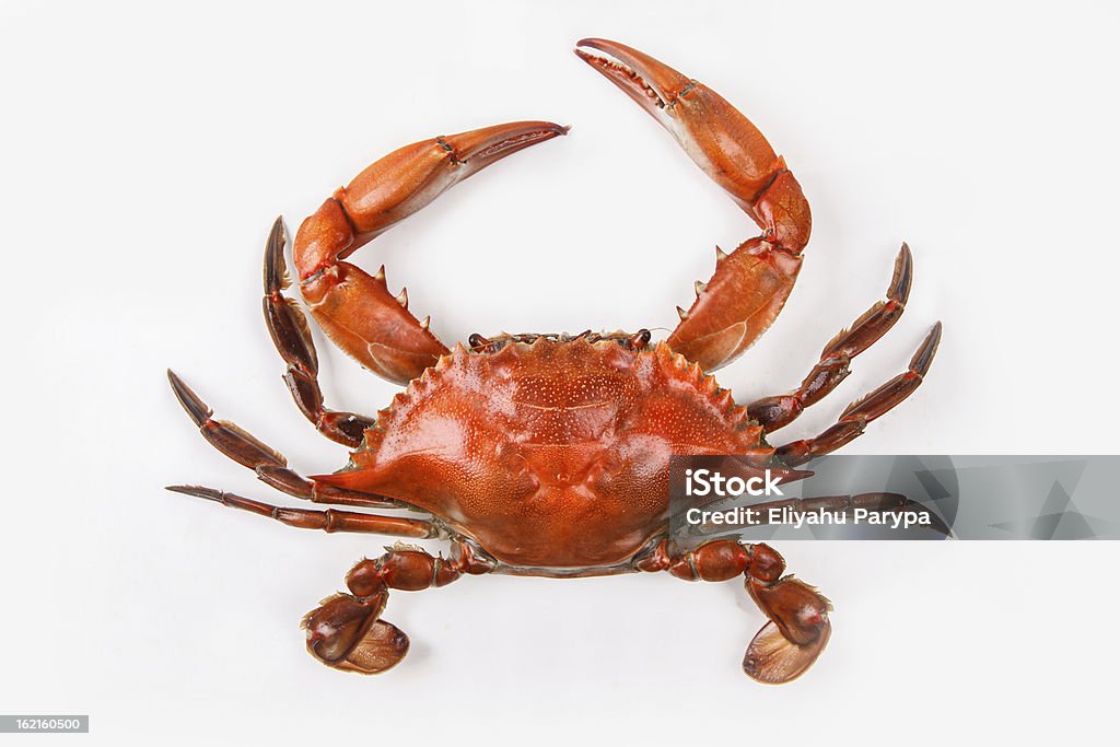 Blue crab on white background that has been cooked One steamed blue crab on white isolated background. Blue Crab is a symbol of Maryland State Crab - Seafood Stock Photo
