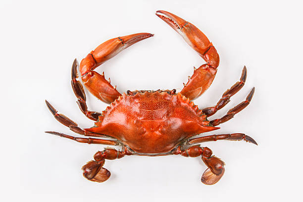 Blue crab on white background that has been cooked One steamed blue crab on white isolated background. Blue Crab is a symbol of Maryland State claw photos stock pictures, royalty-free photos & images