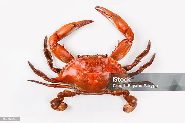 Blue Crab On White Background That Has Been Cooked Stock Photo - Download Image Now - Crab - Seafood, White Background, Blue Crab