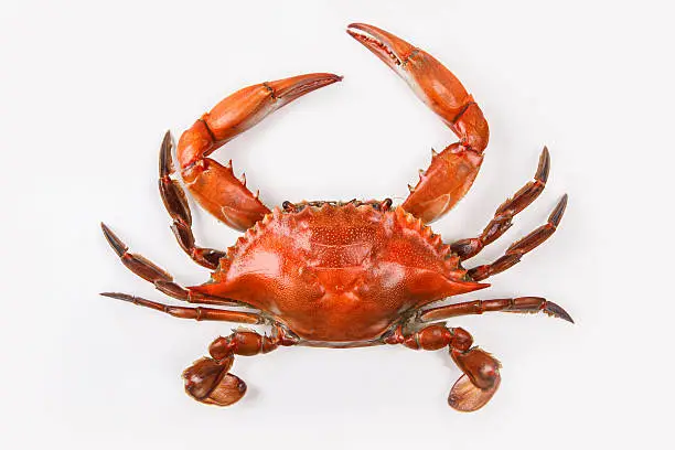 Photo of Blue crab on white background that has been cooked