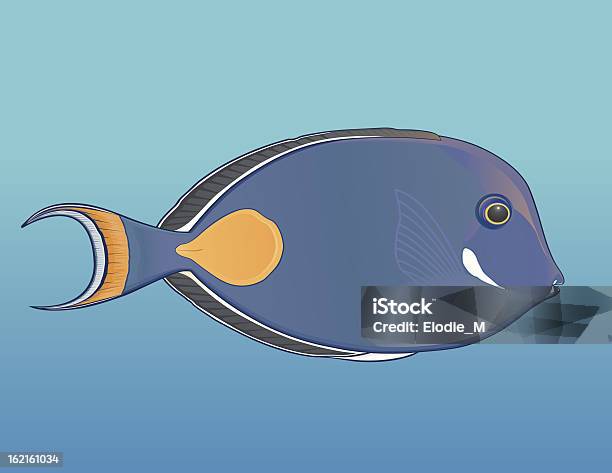 Acanthurus Achilles Poisson Chirurgien À Fila Rouge - Arte vetorial de stock e mais imagens de Havai