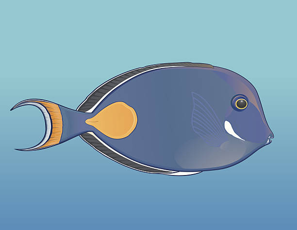 Achilles Tang fish / Fish Red-tailed Surgeon Achilles Tang fish from the Pacific ocean. Red-tailed Surgeon fish native to the island of Hawaii. acanthurus achilles stock illustrations