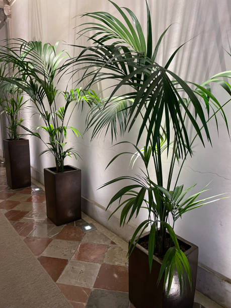 istock Close-up image of palm tree plants potted in tall rectangular pots in public hallway,  tiled floor area, white painted wall with shadows, focus on foreground 1621630401