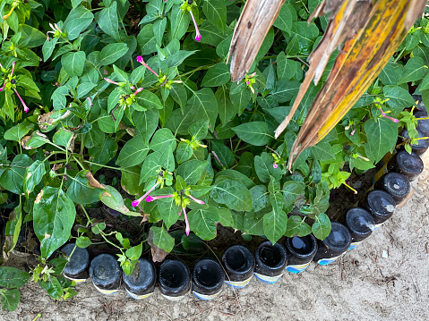 Organic Hanging baskets vegetable garden made of plastic bottles inside a home