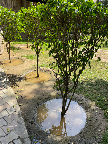 Stock photo showing close-up view of a row of ornamental weeping fig trees (Ficus benjamina) standing in large puddles of water due to over watering and poor drainage.