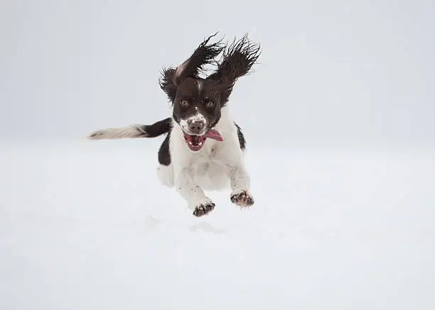 Springer spaniel running in the snow