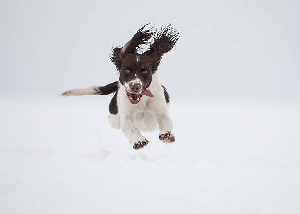 spaniel springer - springer spaniel dog pets animal imagens e fotografias de stock