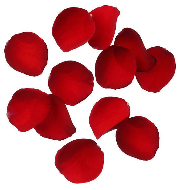 istock Red rose petals isolated on white background 162163544