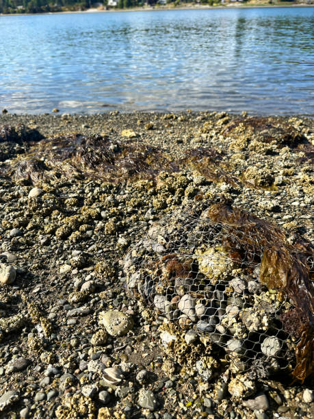 istock Bagged oysters at low tide in Shelton, Washington 1621639188