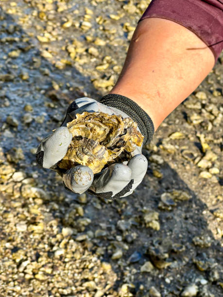 nahaufnahme einer hand, die austern über der austernfarm entlang der bucht hält - day washington state vertical outdoors stock-fotos und bilder