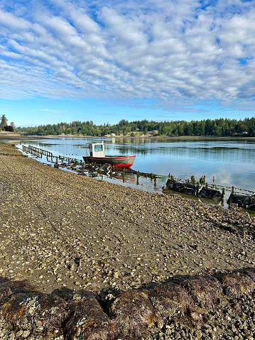 Oyster farms such as this one in Shelton, Washington, positively affect the ecosystem because they provide habitats for marine creatures, filter the water and add more oysters to the bay.