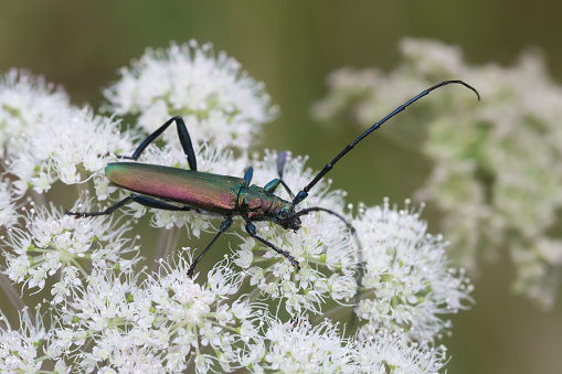Musk beetle, Aromia moschata feeding on hogweed. This insect belongs to the Cerambycidae family, longhorn beetles.