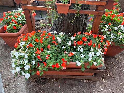 Various petunia flowers on a porch.