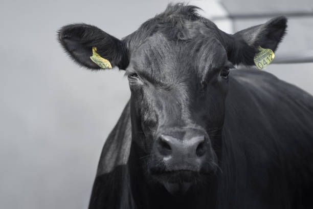 istock black cow farm animal 1621649013
