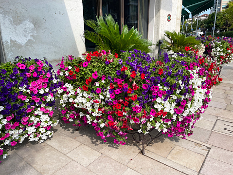 Stock photo showing close-up view of multi-colour pink, purple, white and red flowering petunias in wrought iron flower pot stand on public pavement.
