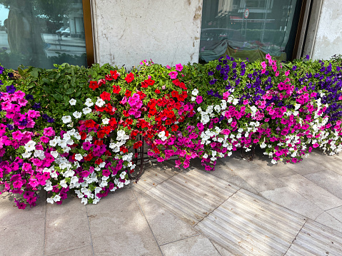 Stock photo showing close-up view of multi-colour pink, purple, white and red flowering petunias in wrought iron flower pot stand on public pavement.