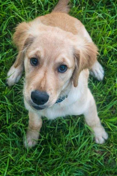 istock Golden Retriever Puppy Looking Up 1621652237