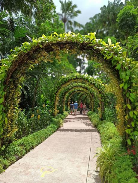 istock people walking on path through lush green archways with tropical trees 1621657878