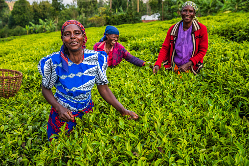 istock African women plucking tea leaves on plantation, East Africa 1621658912